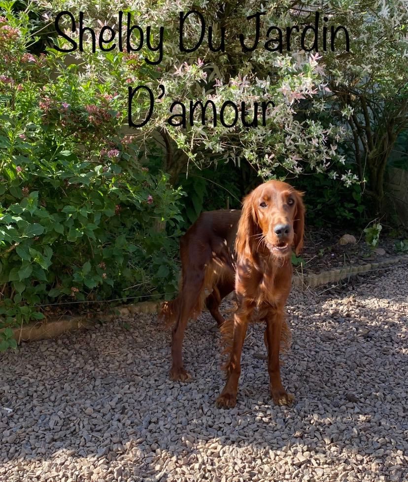 Shelby Du Jardin D'amour