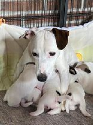 du chateau de l'arpenteur - Jack Russell Terrier - Portée née le 11/04/2023