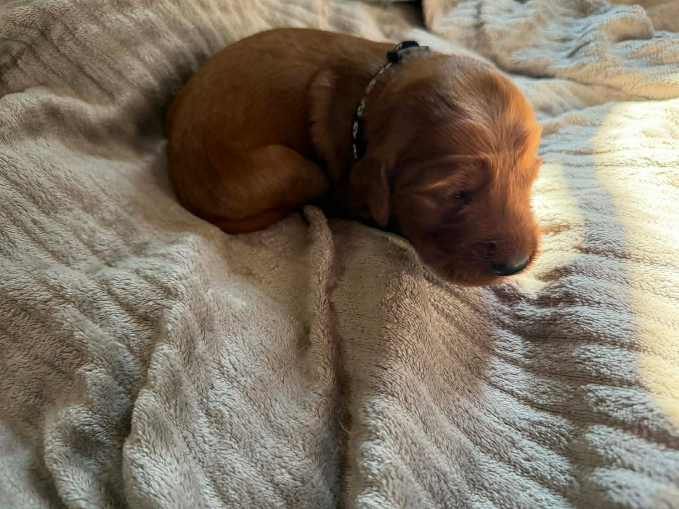 du chateau de l'arpenteur - Chiots disponibles - Setter irlandais rouge