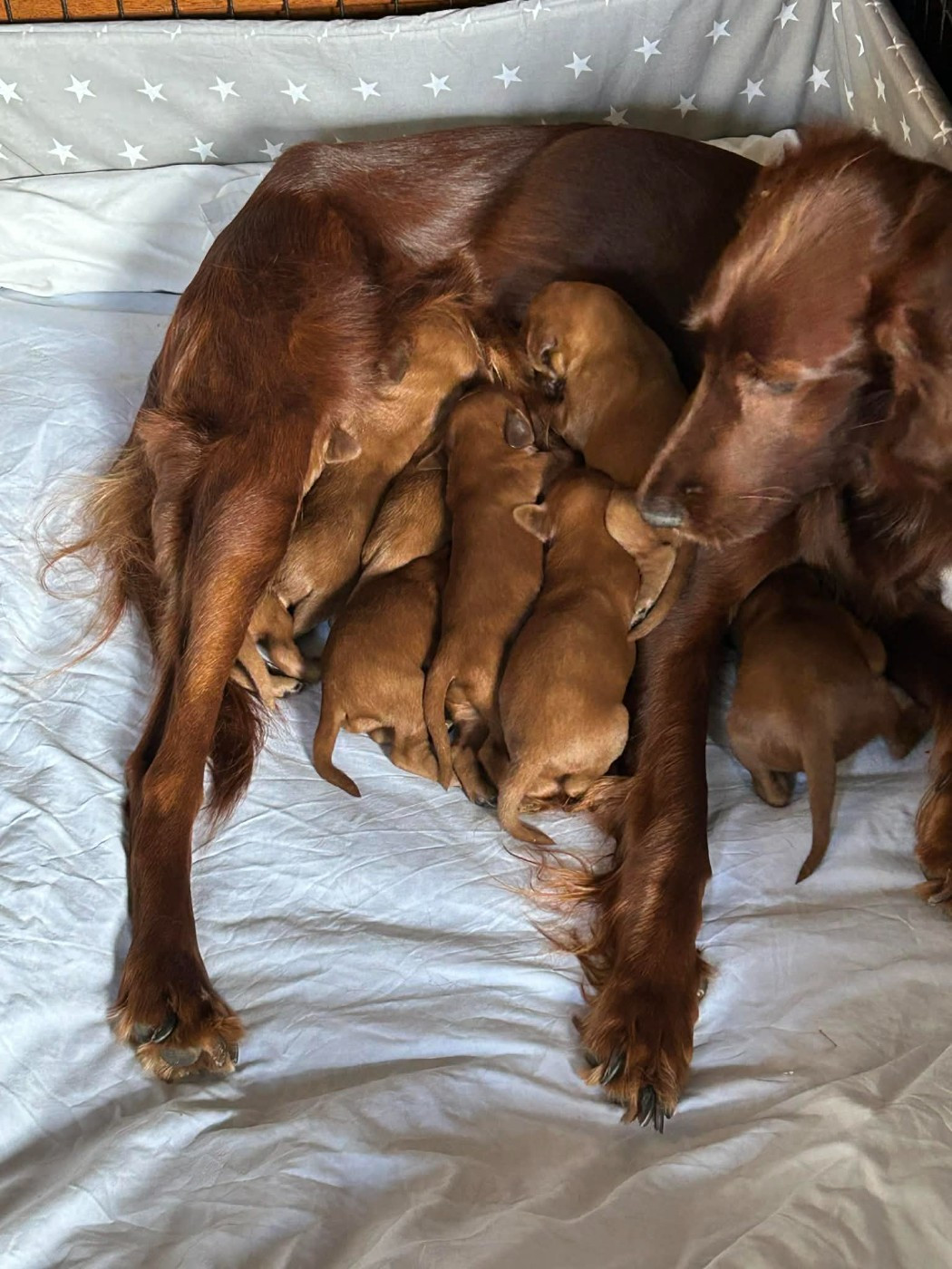 du chateau de l'arpenteur - Setter irlandais rouge - Portée née le 08/03/2026