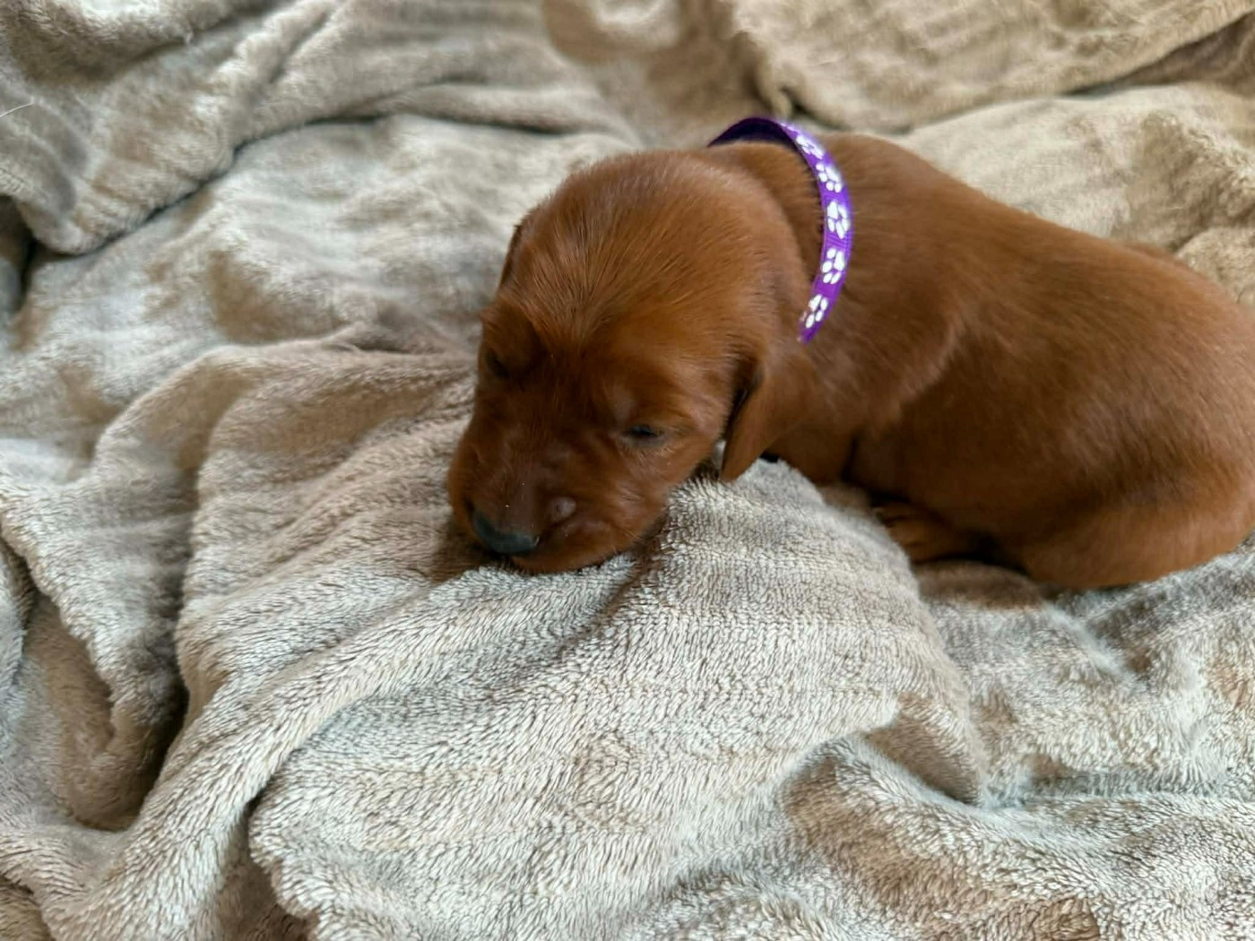 du chateau de l'arpenteur - Chiots disponibles - Setter irlandais rouge