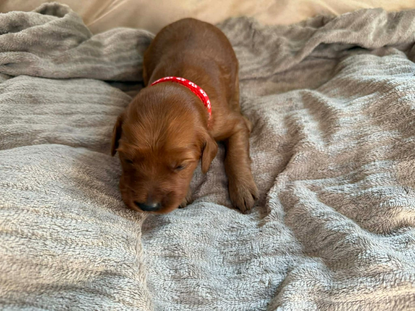 du chateau de l'arpenteur - Chiots disponibles - Setter irlandais rouge